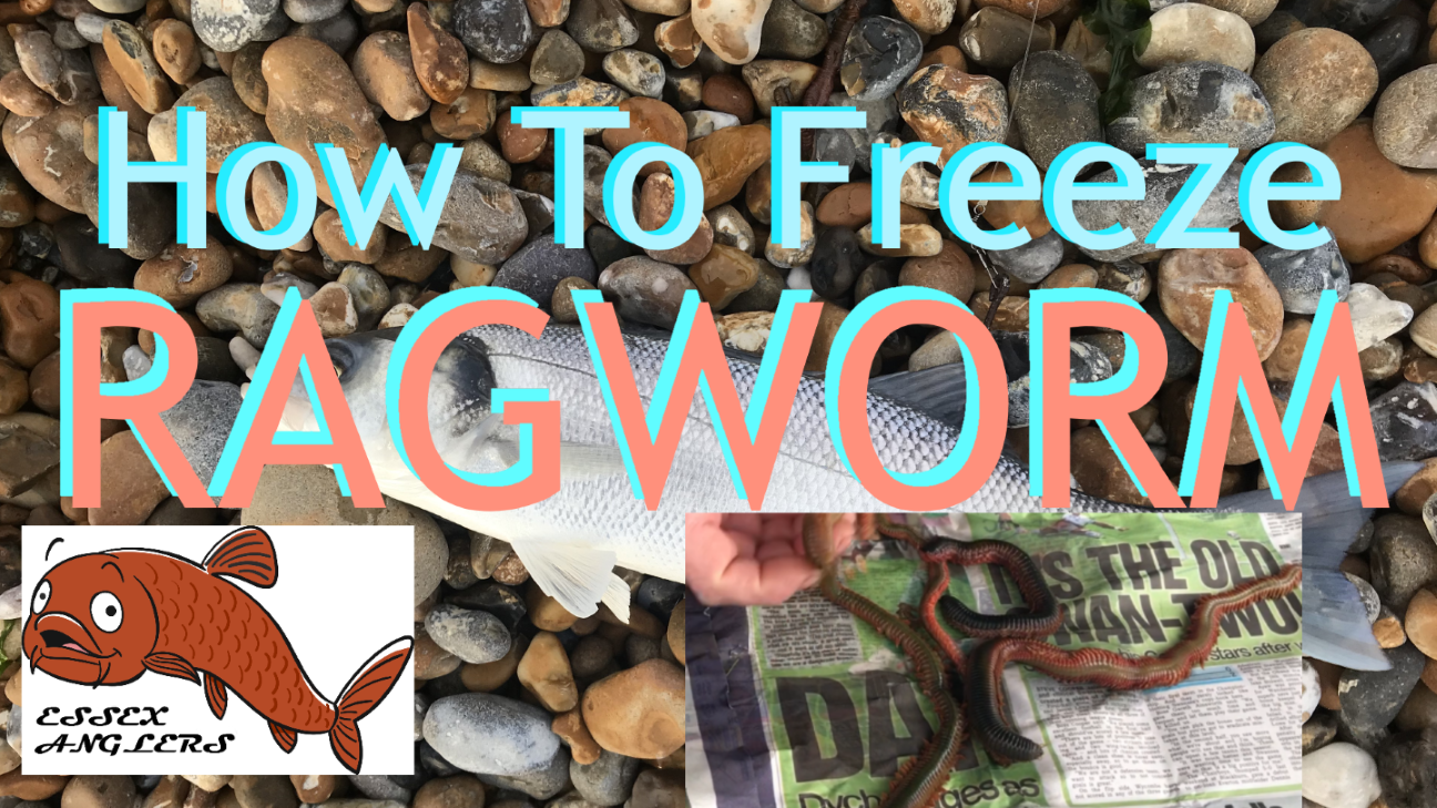 How to Freeze Ragworm – joerc.uk