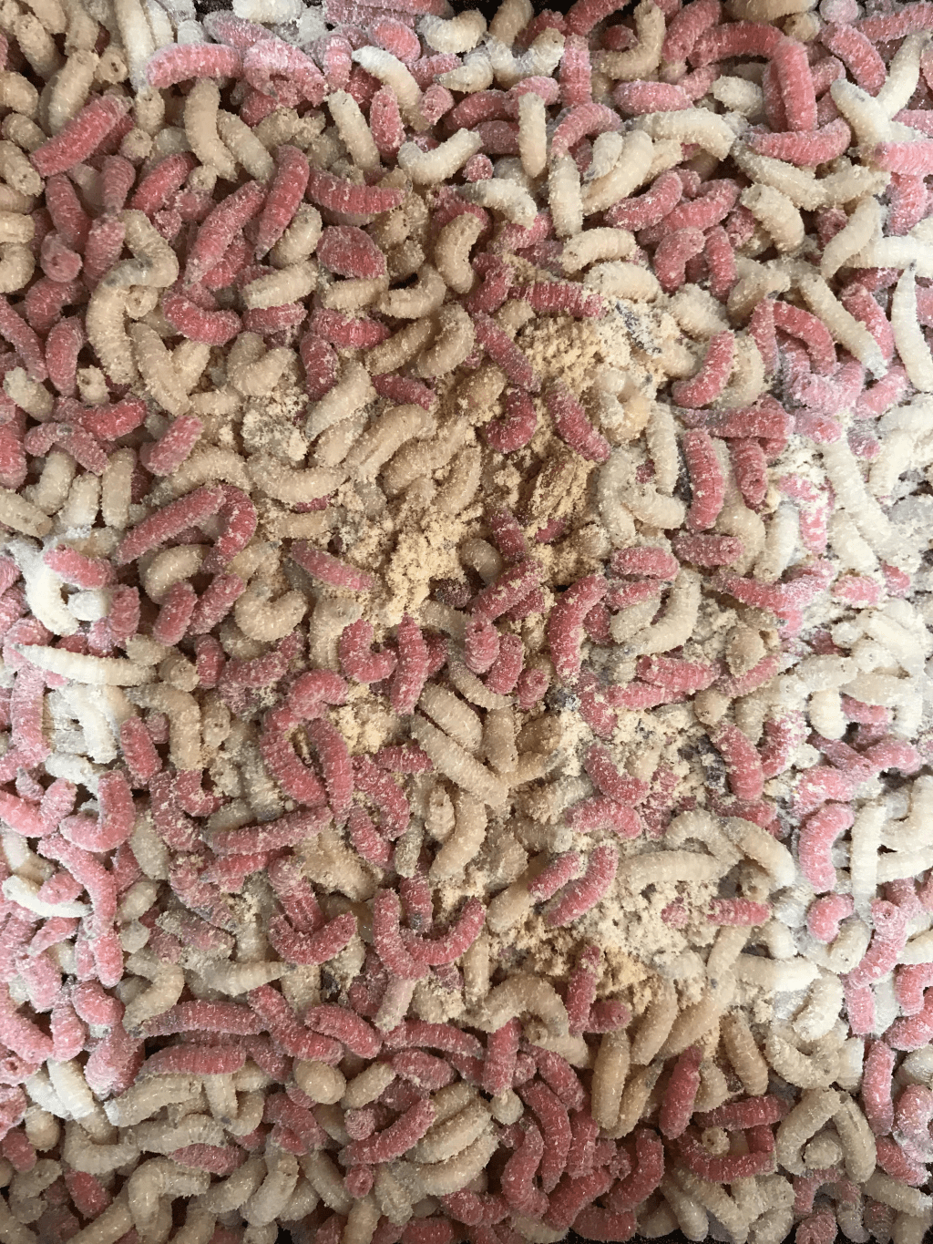 7 Useless facts you probably didn’t know about&nbsp;maggots